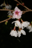 Prunus incisa 'Kojo-no-mai' RCP3-09 132.jpg